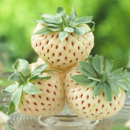 Strawberry plant 'Pineberry', white strawberry